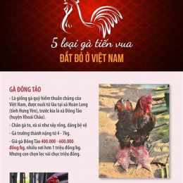 da ga an tien o campuchia