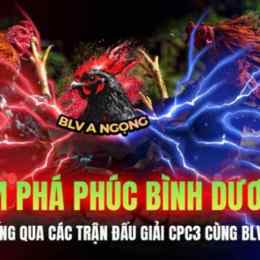 đá gà bảo sting với phúc bình dương