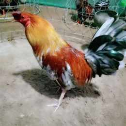 đá gà bến tre cựa sắt