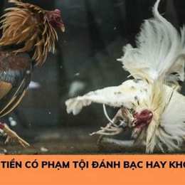 đá gà bị phạt bao nhiêu năm tù