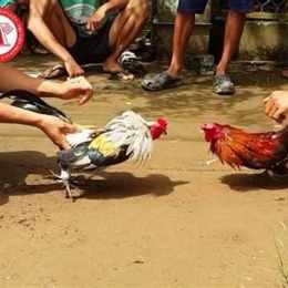 đá gà bị phạt bao nhiêu tiền