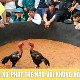 đá gà bị xử phạt như thế nào