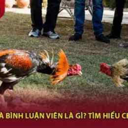 đá gà bình luận viên c4