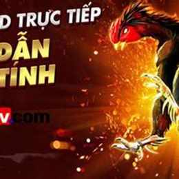 đá gà bình luận viên trực tiếp ngày hôm nay