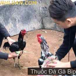 đá gà bịp roykin