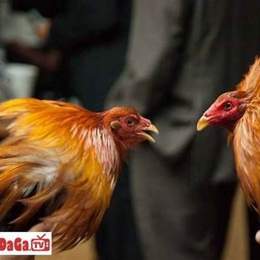 đá gà bịp trên mạng