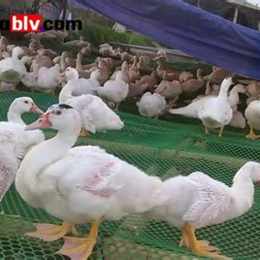 da ga blv.com