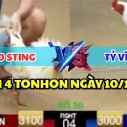 đá gà bồ bình hiệp hôm nay