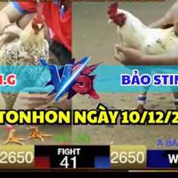 đá gà bồ tonhon hôm nay