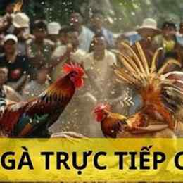 đá gà c2 ngày 11/9