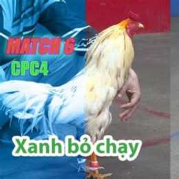 đá gà c2 ngày 28 tháng 8