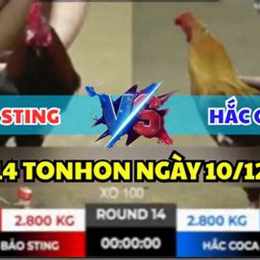 đá gà c2 trận 14 hôm nay