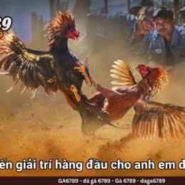 đá gà c3 24/6/2024