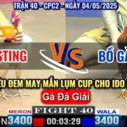 đá gà c3 bảo sting