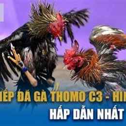 đá gà c3 duyên ti