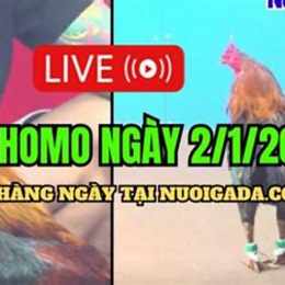 đá gà c3 hôm qua trận 21