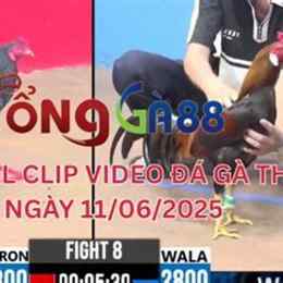 đá gà c3 ngày 12