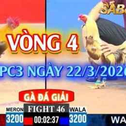 đá gà c3 ngày 21
