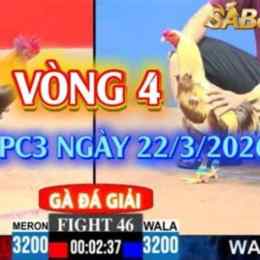 đá gà c3 ngày 25