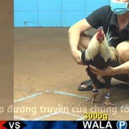 đá gà c3 ngày 5 tháng 8 trận 12