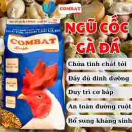 đá gà c3 ngày 6 tháng 7