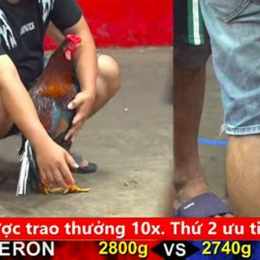 đá gà c3 ngày 8 tháng 12 trận 44