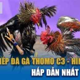 đá gà c3 ngày 8/9