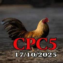 đá gà c5 ngày 2 tháng 10
