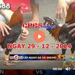 đá gà c5 trận 21 ngày 19 tháng 9