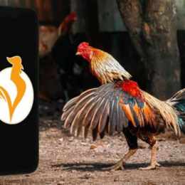 đá gà cá cược online