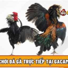 da ga cam 77