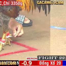 đá gà cam mới