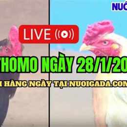 đá gà campuchia c3 trực tiếp