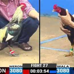 đá gà campuchia hay nhất