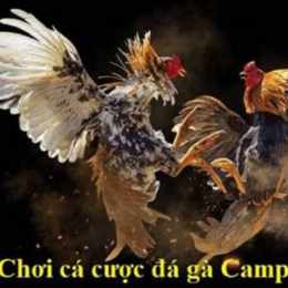 đá gà campuchia thắng 7