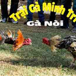 da ga cao lanh
