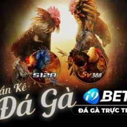 đá gà casino 20