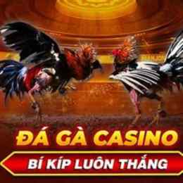 đá gà casino long bình
