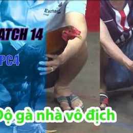 đá gà cbc3