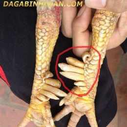 đá gà chín cựa