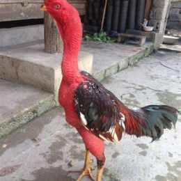da ga choi dinh cao