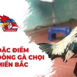 da ga choi hay nhat