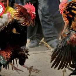 đá gà có ở tù không