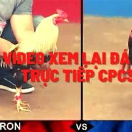 đá gà cpc3 hôm nay trận 4