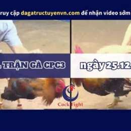 đá gà cpc3 ngày 12 1