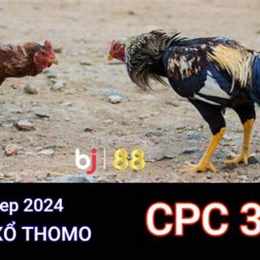 đá gà cpc3 ngày 13/6