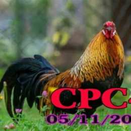 đá gà cpc4 hôm nay