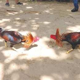 đá gà cựa dao 30 9 2020