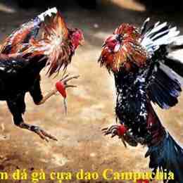 đá gà cựa dao campuchia trực tiếp