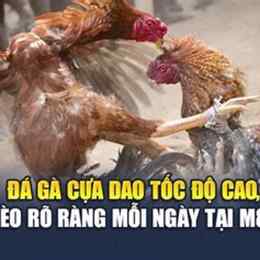 đá gà cựa dao noc88top.com